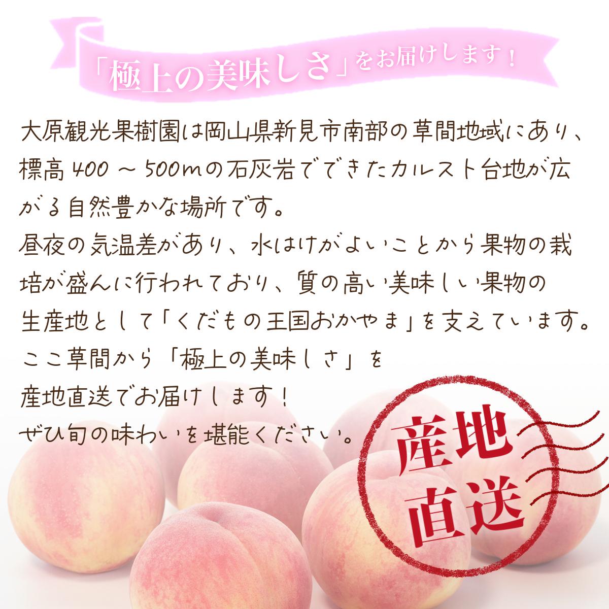【2026年先行予約】［大原観光果樹園］岡山県産 旬の朝採れ白桃 1箱（約3kg 8玉）【026-a020】 約3kg8玉