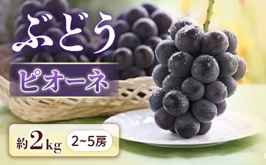 【2026年発送先行予約】ぶどう ピオーネ 約2kg【2～5房】※2026年9月中旬～9月下旬発送予定※