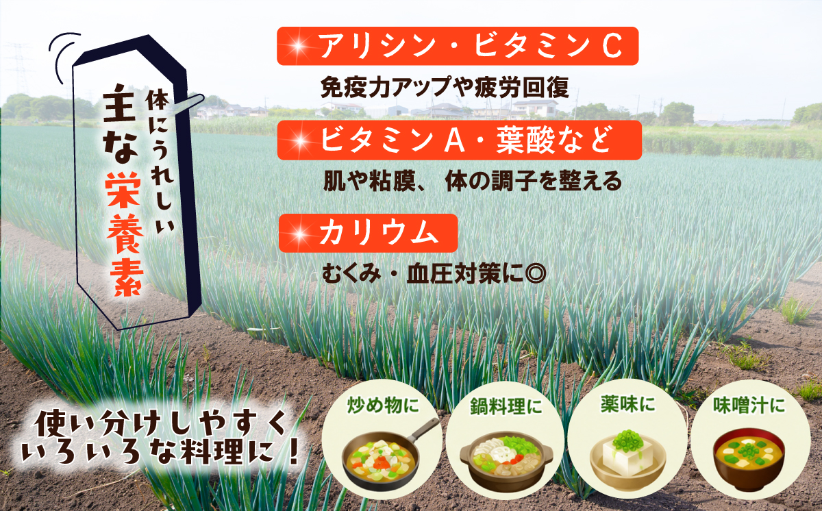 長ねぎ《容量が選べる！》茨城県産 5kg / 10kg【茨城県 下妻市産 長ねぎ 長ネギ 長葱 白ねぎ 白ネギ 白葱 ねぎ ネギ 葱 野菜 採れたて 旬野菜 季節の野菜 鍋 おすすめ】 10kg | 