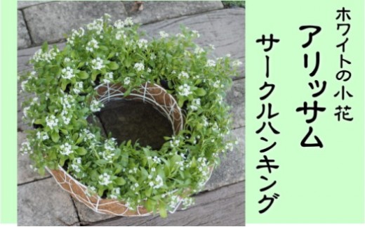 
                  アリッサムのサークルハンキング（直径35cm） 植物 グリーン インテリア 小葉 白 小花 玄関 庭 ガーデニング お花 
                