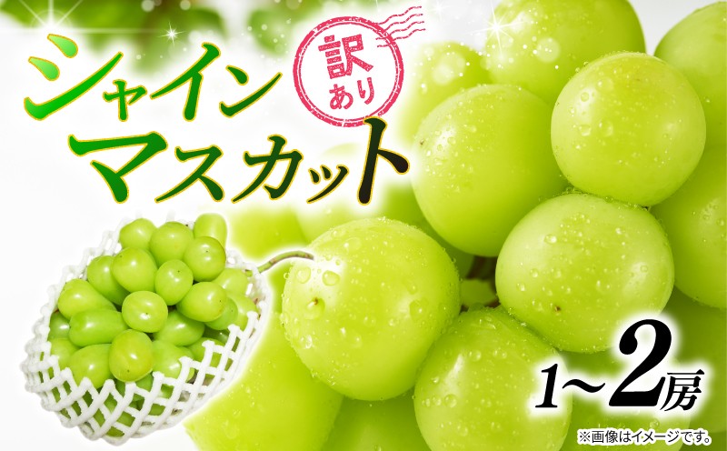 
            訳あり シャインマスカット 【選べる容量】 1房～2房 450g～1kg 2025 年発送分 数量限定 先行予約 種なし 葡萄 ぶどう マスカット シャイン ご自宅用 産地直送 農家直送 直売 生産 有機栽培 フルーツ 果物 果実 くだもの デザート 旬 味覚 フレッシュ 新鮮 甘い お取り寄せ グルメ ふるさと納税 送料無料 千葉県 銚子市 加瀬農園 【8月中旬から9月中旬に順次発送予定】
          
