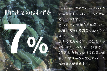 国産 生食可 姫絹サーモン冷凍フィーレ カルパッチョ 刺身 魚 魚介類 スペシャルトラウト トラウトサーモン -033