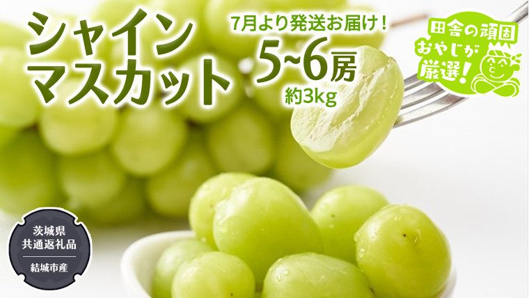 
            シャインマスカット 約3kg 5〜6房【2025年7月より発送開始】（茨城県共通返礼品 [ぶどう]：結城市産） 田舎の頑固おやじが厳選！ マスカット 種なし 高糖度 ギフト 甘い 美味しい フルーツ
          