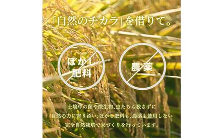 令和7年 足利市産 のりちゃん米 もち米 (きぬはなもち) 2kg＜栽培期間中 農薬・肥料不使用＞ 餅 もち 米 こめ 食品 農家 限定 2025年 年末 正月 新年 贈答 贈り物 ギフト プレゼント