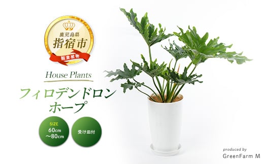 
            【観葉植物】フィロデンドロン・ホープ 60cm～80cm(Green Farm M/016-1954) ※北海道・沖縄・離島配送不可※ 南国鹿児島県で育った 観葉植物！植物 鉢付 インテリア 室内 オフィス おしゃれ プレゼント ギフト 開店祝い 移転祝い マイナスイオン
          