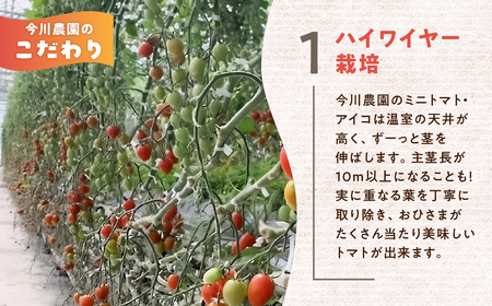 【ふるさと納税】【先行予約】今川農園のミニトマト アイコ 2kg 先行予約受付 期間限定 季節限定 野菜 国産 完熟 やさい フルーツ トマト 完熟 千果 ミニトマト イエロー プチトマト イエロート
