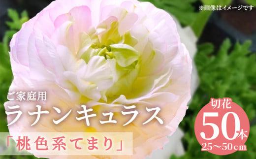 ご家庭用 ラナンキュラス「桃色系てまり」切花 切花50本(長さ25～50cm)【2027-1月中旬～2027-4月上旬配送】