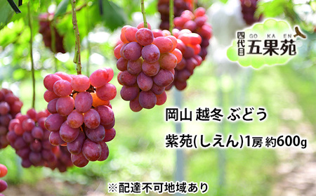 越冬 ぶどう 紫苑 （しえん）1房 約600g  岡山県産 四代目 五果苑 果物 フルーツ 樹上完熟 平均糖度20度 風味豊か 減農薬 果汁たっぷり 