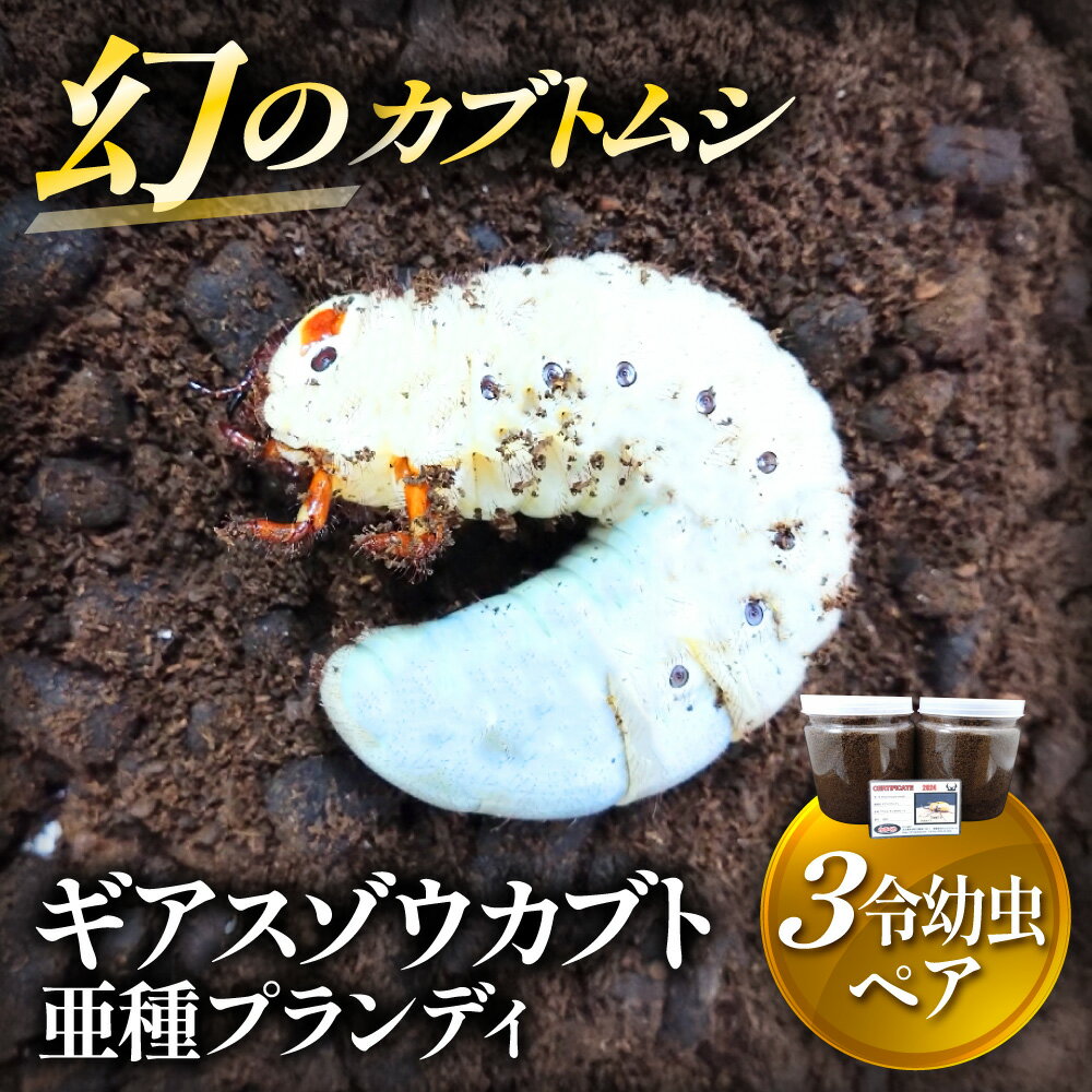 【ふるさと納税】ギアスゾウカブト亜種プランディ 3令 幼虫 ペア 販売証明書付 カブトムシ 生き物 昆虫 飼育 育成 観察 趣味 自由研究 大分県 九州 中津市 送料無料【発送は、2025年10月下旬まで(受注後1週間以内)】