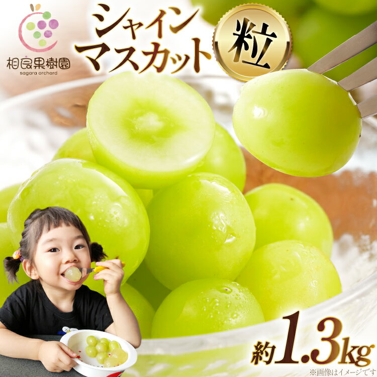 【ふるさと納税】 【期間限定発送】 訳あり シャインマスカット 箱 満杯詰め 粒 約1.3kg [相良果樹園 山形県 高畠町 tk06ayt350002] 種無し ブドウ 葡萄 産地直送 農家直送 果物 フルーツ くだもの