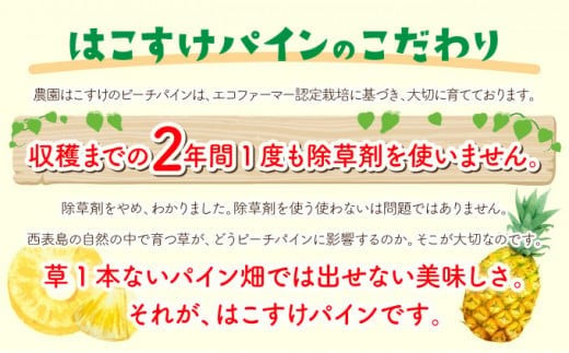 定期便 2ヶ月 絶品ピーチパイン 約3kg【E-SOU/Ｅ】 2026年 先行予約 西表島 初エコファーマー認定 パイン 果物 フルーツ 2回 お楽しみ　【036-a003】 約3kg