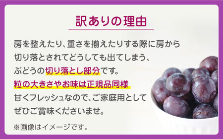 【先行予約】訳あり ピオーネ ぶどう 切り落とし 約1kg  【合同会社 社方園】ピオーネ 切り落とし 1kg ぶどう 季節限定 ピオーネ 葡萄 [ZBZ007]