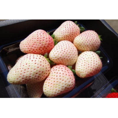 栃木初の白いちご「ミルキーベリー」約560g【配送不可地域：離島・沖縄】【1389623】