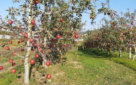 【清水農園】フレッシュ りんご 岩手県のオリジナル品種「紅いわて」約2kg 【 リンゴ 林檎 果物 フルーツ 期間限定 】2025年9月頃から順次発送予定 RT2224