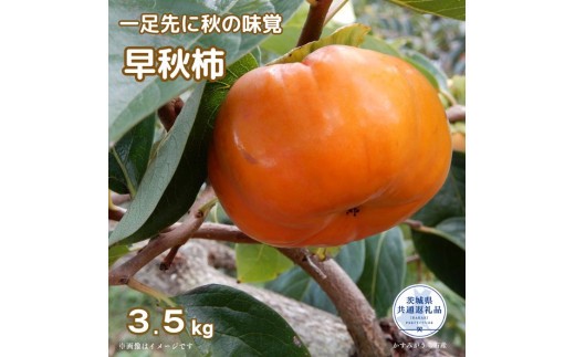 【2026年先行予約】 ＼大玉秀品／有機肥料栽培された幻の高級柿「早秋柿」3.5kg（10～12玉）朝どり産地直送（茨城県共通返礼品・かすみがうら市産） ／ 柿 カキ かき 早秋柿 3.5kg 果物 フルーツ 産地直送 ギフト 贈答 利根町