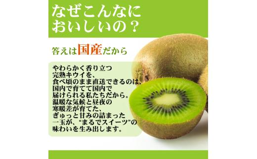 キウイ 厳選 5kg+250g（痛み補償分） / キウイフルーツ 高級 和歌山 ※2025年11月中旬～2026年6月中旬に順次発送 ※北海道・沖縄・離島への配送不可【ikd505-p-5B】