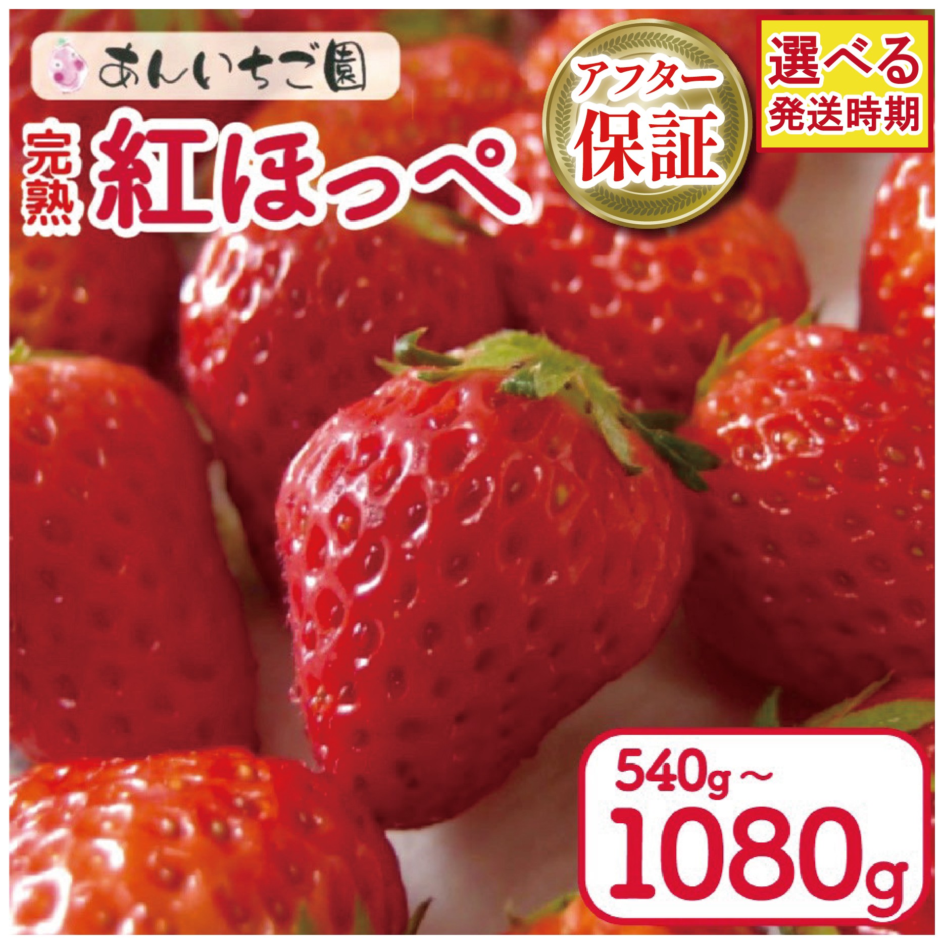 
            いちご 紅ほっぺ 選べる 容量 540g / 1080g ( 2パック / 4パック ) 選べる 発送時期 2026年 1月～ / 3月 ～ 期間限定 人気 果物 フルーツ 新鮮 旬 冬 春 ケーキ ショートケーキ デザート ギフト 贈り物 贈答 イチゴ 苺 ストロベリー 徳島県 吉野川市 あんいちご園
          