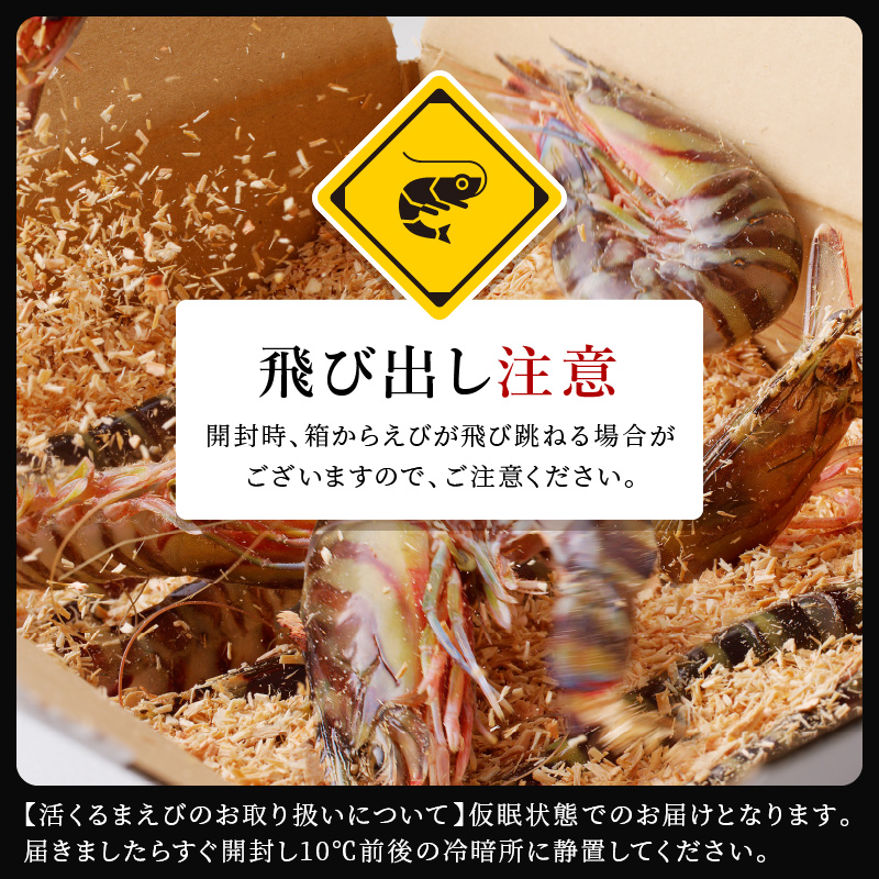 【先行予約】【宅配BOX不可】東興のくるまえび400g入【11月下旬～12月発送】( くるまえび 東興のくるまえび 車海老 海老 エビ )【B6-029-12】