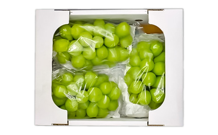 山形産 シャインマスカット 約1.4kg (2～3房) 秀品 【令和7年産先行予約】FS24-733