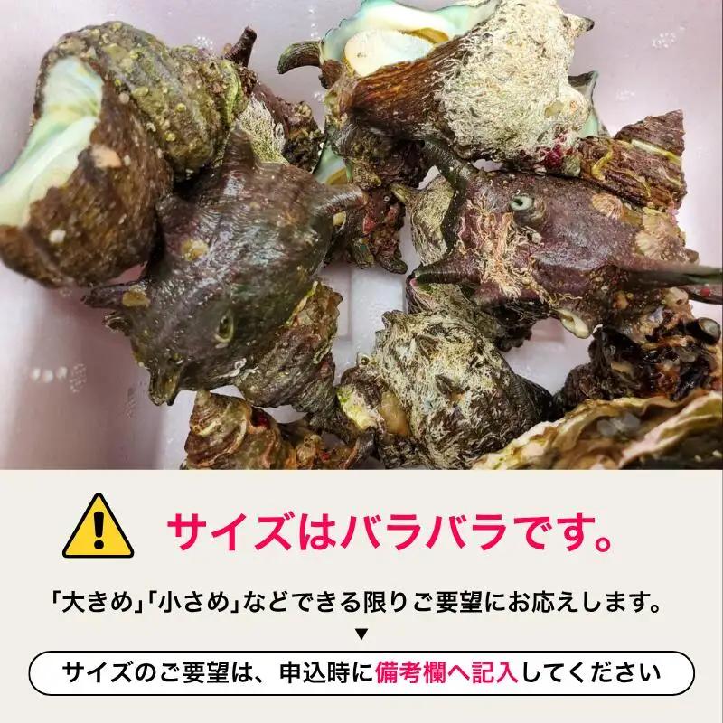 活 さざえ 6kg