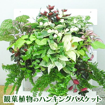 【ふるさと納税】観葉植物のハンギングバスケット 　お届け：2027年3月10日～2028年8月30日