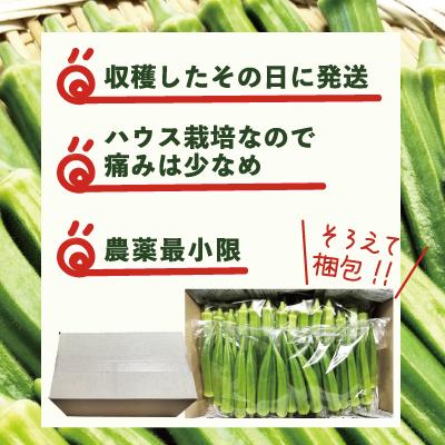 ふるさと納税 大館市 トロッとおいしいオクラ<約1200g> |  | 03