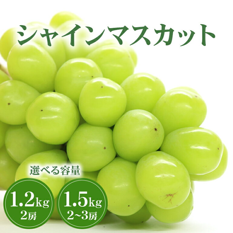 【ふるさと納税】【 2025年 先行予約 】 シャインマスカット 1.2kg 1.5kg 鈴木ぶどう園 2房 2房 ～ 3房 ぶどう ブドウ 国産 種なし 果物 くだもの 1.2キロ 種無し 皮ごと食べられる 甘い フルーツ 10月 発送 旬 秋 茨城県産 産地直送 産直 農家直送 冷蔵 茨城県 石岡市