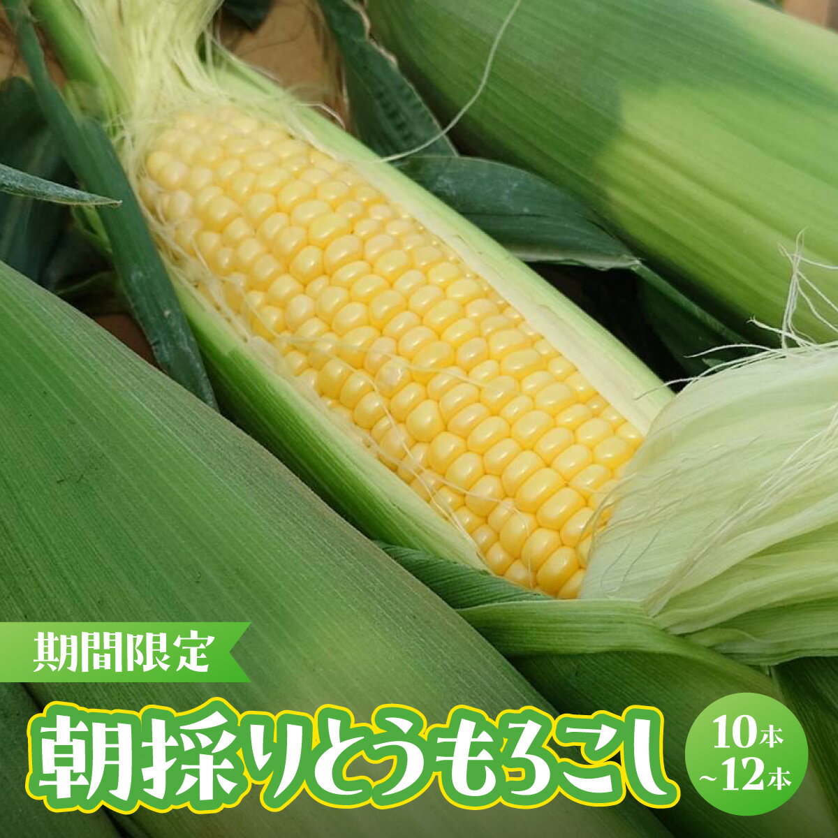 【ふるさと納税】【期間限定】朝採りとうもろこし（10～12本）MBBD001