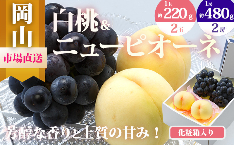 
            [№5615-0473]桃 ぶどう 2025年 先行予約 果物 詰合せ 白桃 2玉（1玉220g以上）ニューピオーネ 2房（1房480g以上）化粧箱入り もも 葡萄 岡山県産 国産 フルーツ 果物 ギフト
          