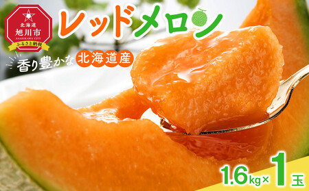 【先行予約】香り豊かな 北海道レッドメロン 1.6kg×1玉(2026年7月下旬から発送開始) | メロン _05410