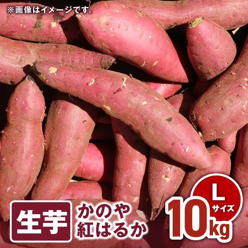 1676 かのや紅はるか 生芋Lサイズ 10kg KN011-003-02 南橋商事 ふるさと納税 鹿児島 鹿屋市 おすすめ ランキング プレゼント ギフト