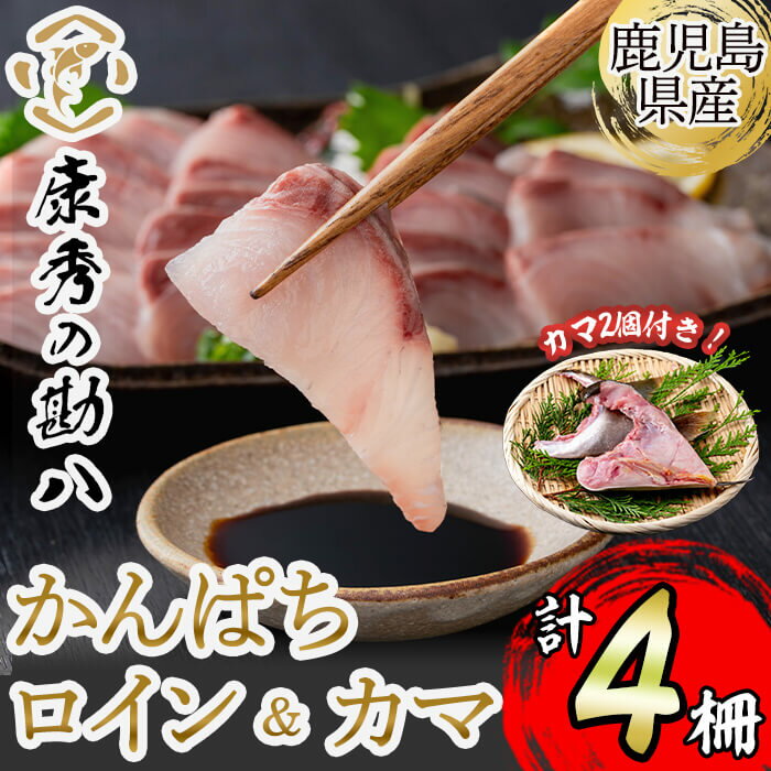 【ふるさと納税】【冷蔵or冷凍が選べる！】康秀の勘八 ロイン4柵＋カマ2個（計1.8kg前後） 魚 魚介 海鮮 かんぱち カンパチ 刺身 柵 しゃぶしゃぶ 冷凍 国産 お祝い 鹿児島産 垂水【株式会社康秀】