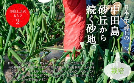 浜松篠原産【葉付新白玉ねぎ】プレミアムホワイト20玉【A級品L玉】 野菜 たまねぎ タマネギ 
