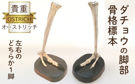 
                  オーストリッチ脚部骨格標本 [No.128] ／ オーストリッチ 骨格標本 ダチョウ骨格 標本 コレクション 学習用 骨格観察 教育用 標本セット 生物教材 科学教材 希少標本 手作り標本 自然標本 標本コレクション 展示用 埼玉県
                
