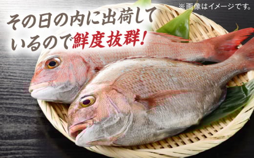 対馬 マダイ 3枚おろし 約1.2kg《対馬市》【海風商事】国産 長崎 九州 刺身 [WAD005]冷蔵 新鮮 鮮度抜群 まだい 半身 刺身 しゃぶしゃぶ 片身 アラ 鯛 たい 刺し身 3枚卸  魚介