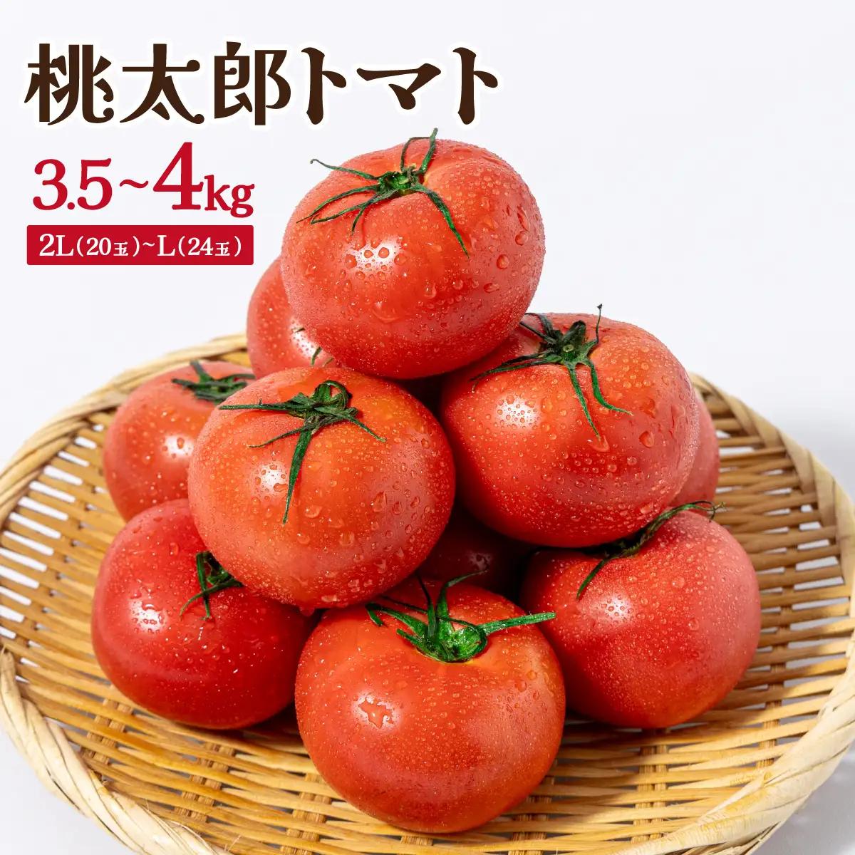 【先行予約】桃太郎トマト　3.5kg～4kg　2L(20玉)～L(24玉)