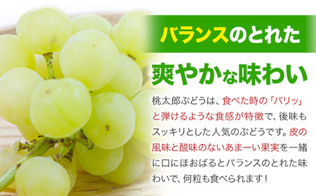 岡山県産 桃太郎ぶどう1房 約500g《8月下旬～10月中旬頃発送予定》晴れの国 おかやま館(フルーツランド岡山) 岡山県 浅口市 フルーツ 果物 青果 旬 葡萄 ぶどう【配送不可地域あり】