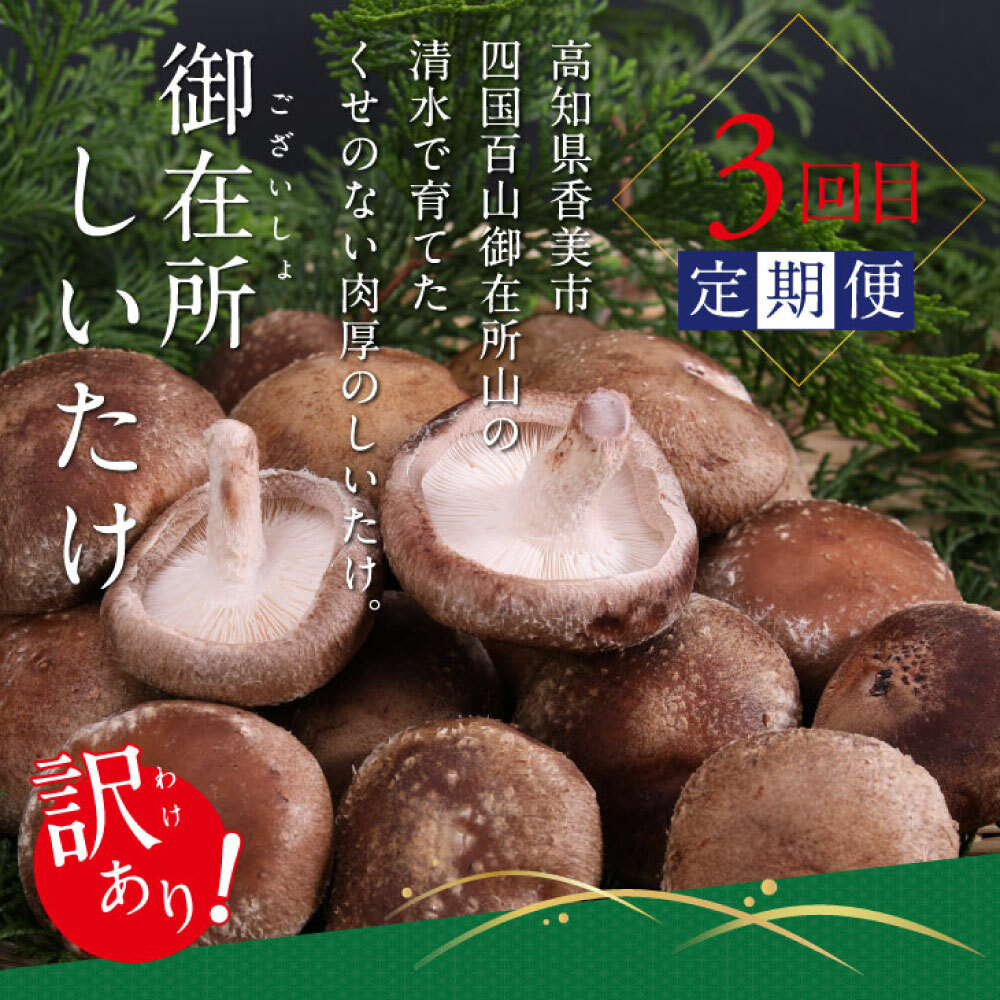 t059kyf-tka-kks　土佐味堪能香美市コラボ4ヶ月定期便 かつおのタタキ×1.5kg 御在所しいたけ 土佐和牛霜降りスライス(うで)×450g マグロの漬け丼の素 80g×5Pセット 鰹 訳