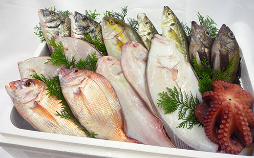 ［頒布会3回］瀬戸内海産の海産物の詰め合わせ（下処理ナシ）  海の幸 鮮魚 魚 魚介 海産物 海鮮 食品 FAH-0124
