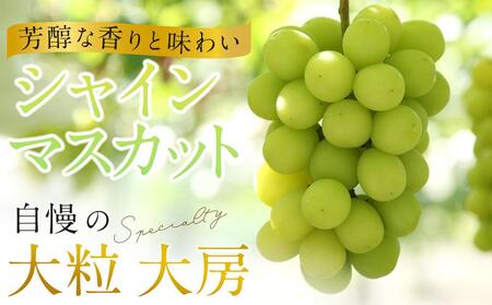 ぶどう 2024年 先行予約 黒川農園 自慢 ! の 大粒 大房 シャイン マスカット 2房 （1房 800g以上） ブドウ 葡萄  岡山県産 国産 フルーツ 果物 ギフト [No.5220-0582