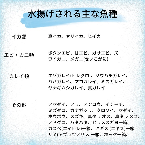 えっこ船長にお任せ！獲れたて鮮魚セット 3～5種類 約3kg（鮮魚 詰合せ ボックス）_イメージ4