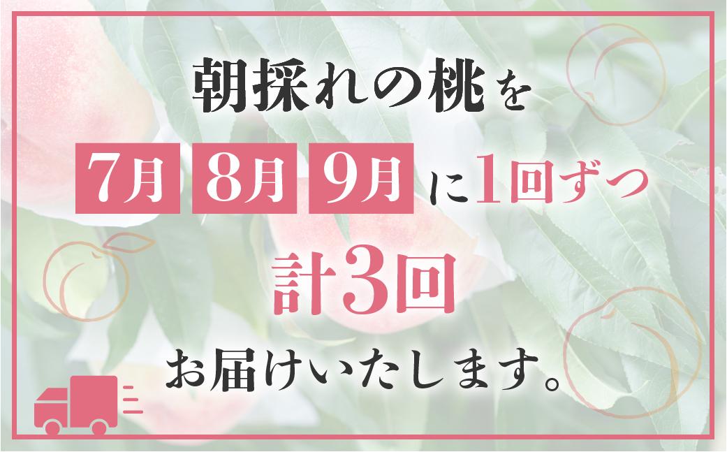 【定期便】全3回 飛騨のたからもも 特上 糖度15度以上（2玉×3回） ※7月・8月・9月お届け | 桃 朝採れ 白桃 もも フルーツ ギフト 果物 人気 おまかせ 飛騨桃 飛騨高山 つむぎ果樹園 G