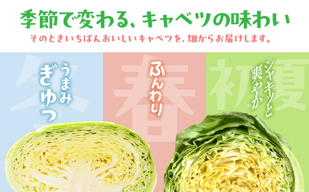 旬のおまかせキャベツ 定期便 ２玉 ７回お届け