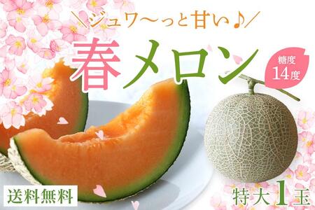 沖縄県宮古島産 春メロン【特大１玉】｜贈答用・高級・赤肉メロン（琉球マルシェ）