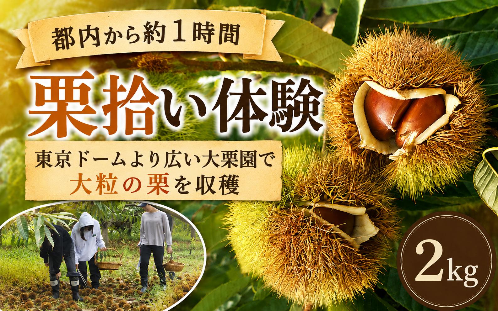 
                  栗 折原農園の栗拾い体験 2kg | 栗 くり クリ 体験 収穫 栗拾い チケット 体験型 イベント 農業体験 農家 ２キロ 観光 レジャー アウトドア 家族 友人 ペット同伴 お土産 都内料亭 定番 スポット 東武動物公園駅 関東近郊 駐車場 埼玉県 宮代町
                