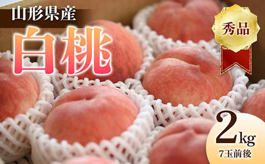 《2025年産 先行予約》山形県産 白桃 秀品 2kg（7玉前後）  もも モモ 桃 デザート フルーツ 果物 くだもの 果実 食品 山形県 FSY-1243