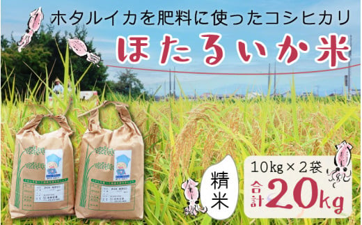 【訳あり】ほたるいか米（精米20kg）【通年発送】 【訳あり 米 コシヒカリ こしひかり ほたるいか ホタルイカ お米 ブランド米 富山 滑川】