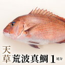 【ふるさと納税】プリプリ 天草荒波鯛 天草 荒波真鯛 1尾分 1.6kg 前後 たい 真鯛 フィレ お刺身 天草荒波鯛 三枚卸し 新鮮 鮮度抜群 海鮮 プリプリ 煮物 鯛茶漬け 国産 食品 魚介類 海産物 冷蔵 熊本県 天草市 丸木水産漁業 お取り寄せ お取り寄グルメ 送料無料