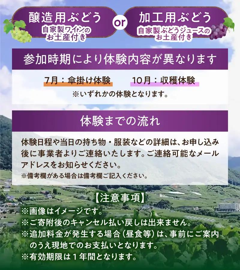 ぶどう産地・勝沼から生まれる農業体験（醸造用ぶどう）（BDB）D4-1610