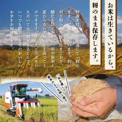 ふるさと納税 明和町 【定期便】(有)松幸農産 特選米5kg×3回 (計15kg)　MK17 |  | 02